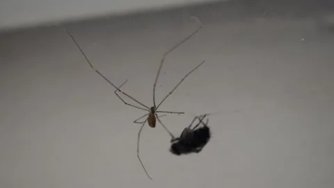 Trapped fly in spider's web 库存影片 265711682
