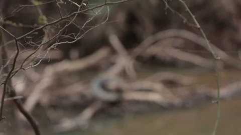 Trapped Video stock 104976088