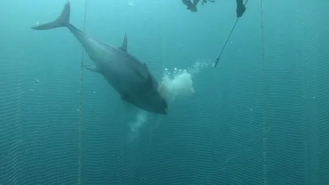 Trapped Giant Tuna Humanely Euthanized by Diver Using Underwater Tool Stock Footage 311128779