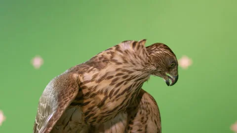 Trapped hawk holds small mail note in tied with locks paws Stock Footage 230692903