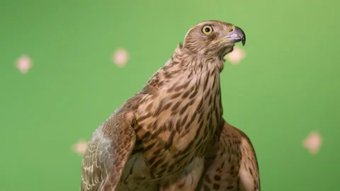 Trapped hawk looks around and wants to feel freedom Stock Footage 230038949