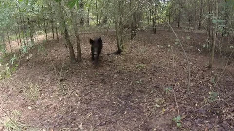 Trapped Herd of Wild Hogs Vídeo Stock 91799902