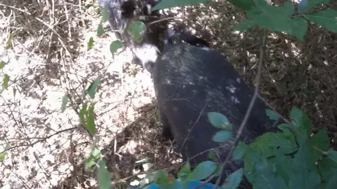 Trapped Herd of Wild Hogs Vídeo Stock 91952275