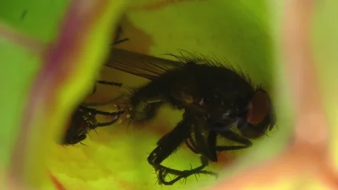 Trapped Housefly inside leaf of N. Pitcher Plant (Sarracenia purpurea) Stock Footage 72686915