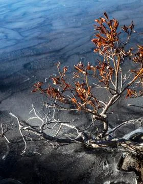 Trapped in Ice Stock Photos