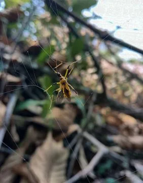 Trapped insects Stock Photos
