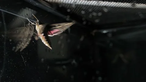 Trapped large sphinx moth fluttering slow motion Stock Footage 153952900