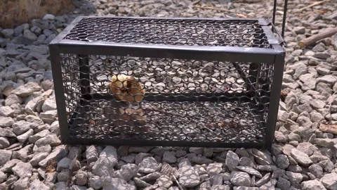 Trapped Live Rat Pacing Inside Wire Cage Trap In Bright Sunlight Vidéo 347928074