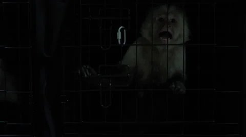 Trapped monkey inside a cage in veterinary clinic Vídeo Stock 67555319