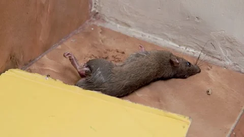 A trapped mouse caught on a sticky glue board Stock Footage 321325518
