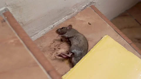 A trapped mouse caught on a sticky glue board Stock Footage 321325584