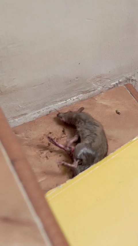 A trapped mouse caught on a sticky glue board Stock Footage 321326532