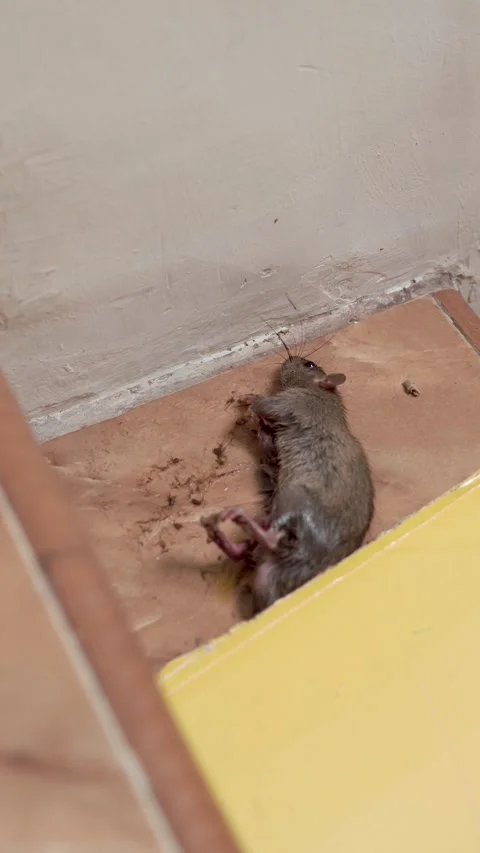 A trapped mouse caught on a sticky glue board Stock Footage 321326564