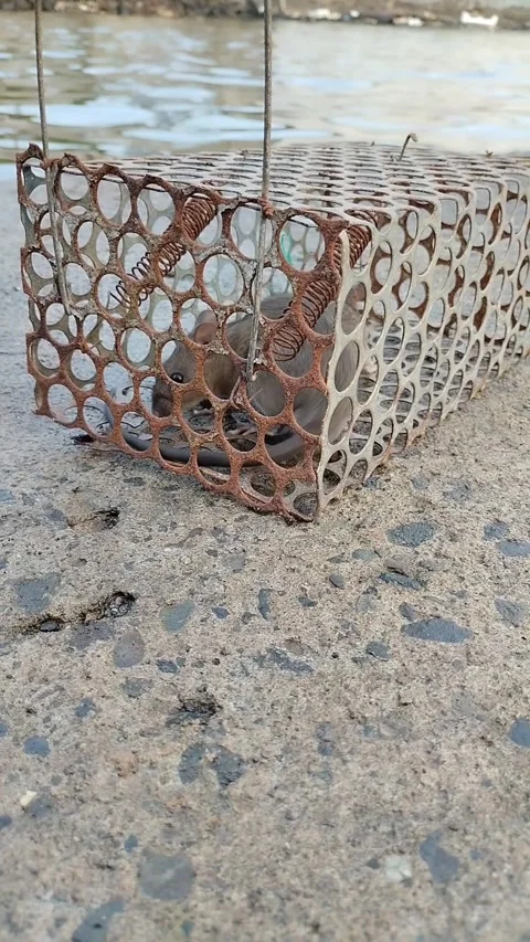 Trapped mouse Stock Footage 292962718