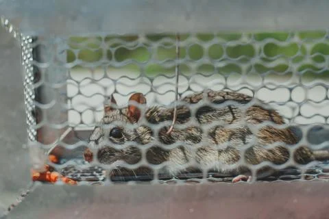 Trapped mouse 스톡 사진