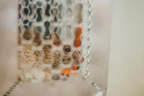 Trapped mouse Foto stock