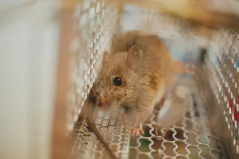 Trapped mouse 写真素材