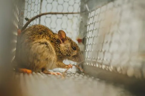 Trapped mouse Stock Photos