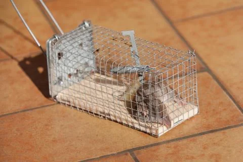 Trapped mouse Stock Photos