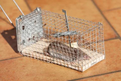 Trapped mouse Stock Photos