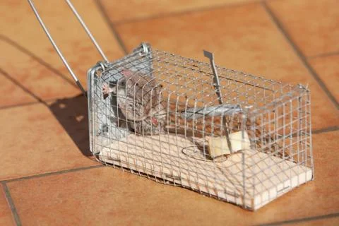 Trapped mouse Stock Photos