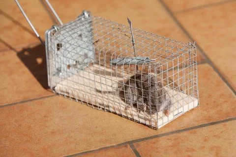 Trapped mouse Stock Photos