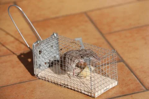 Trapped mouse Stock Photos