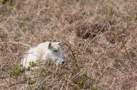 Trapped Stock Photos