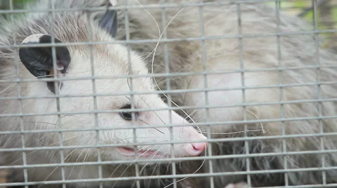 Trapped possum Stock-Footage 50665158