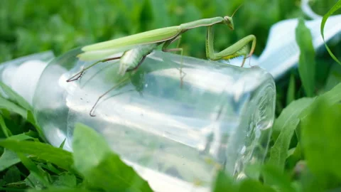 Trapped praying mantis on discarded hand sanitizer dispenser pollution.COVID19 Stock Footage 142436673