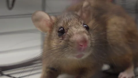 Trapped Rat Stares Out From Inside Wire Cage In Bright Light, Pest Control Vidéo 335433137