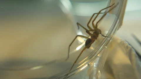 Trapped Spider In A Transparent Cover, Lab Scene Stock Footage 110891459