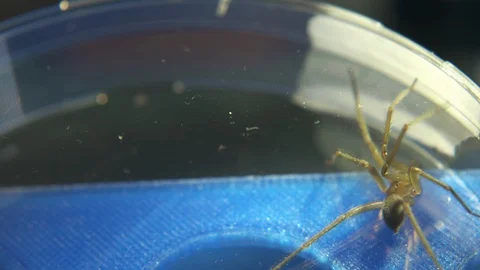Trapped Spider Wondering In A Container,... | Stock Video | Pond5
