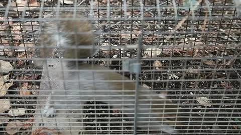 Trapped squirrel Stock Footage 18187912