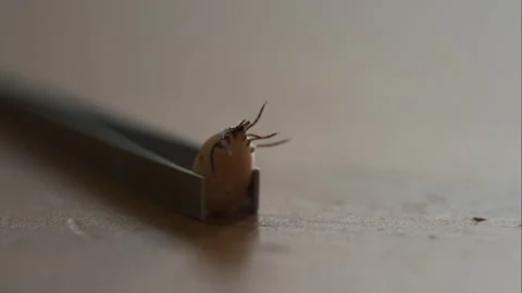 Trapped Tick: Macro Shot of Struggling Parasite Video stock 249555308