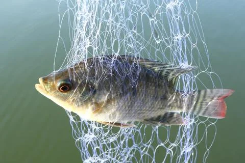 Trapped in trawl Stock Photos