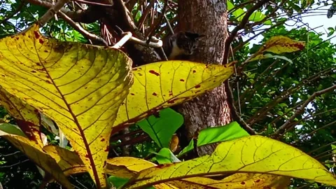 Trapped on the tree Stock Footage 244504695