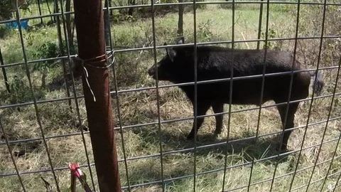 Trapped Wild Bore Vídeo Stock 91792187