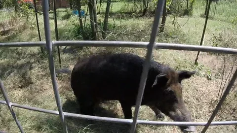 Trapped Wild Bore Vídeo Stock 91799961