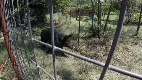 Trapped Wild Bore Vídeo Stock 91800142