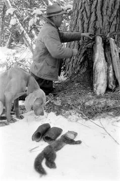 Trapper Gordon Stuart, USA Stock Photos