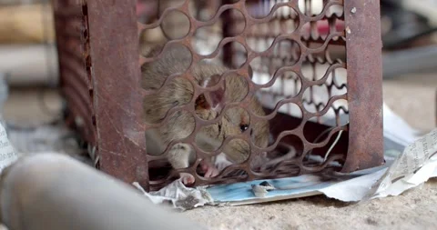Trapping and removal of rodents that cause dirt and may be carriers of disease. Stock Footage 246139341