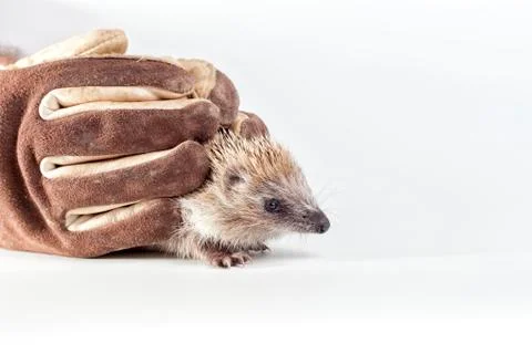 Trapping a hedgehog with gloves. Stock Photos