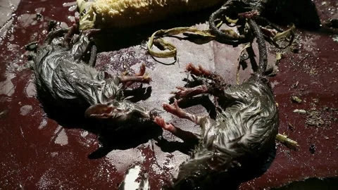 Trapping Rats at Home Stock-Footage 330659245