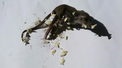 Trapping Rats at Home Stock-Footage 330659454