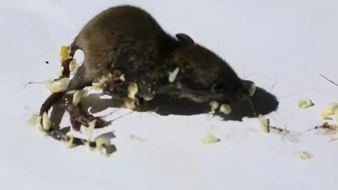 Trapping Rats at Home Stock-Footage 330659573