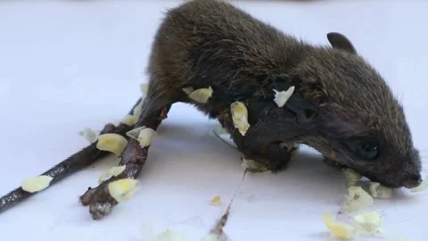 Trapping Rats at Home Stock Footage 330659679