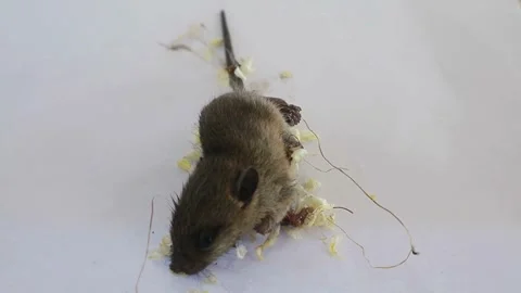 Trapping Rats at Home Stock-Footage 330659743