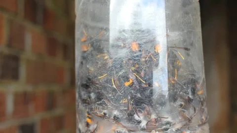 Traps for velutin bees in Spain Stock Footage 247470226