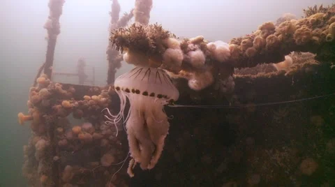 Trapt compass jellyfish Stock Footage 56638801